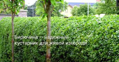 Бирючина — надежный кустарник для живой изгороди - sadogorod.club