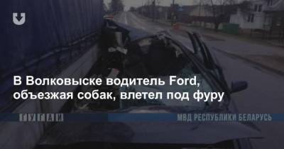 В Волковыске водитель Ford, объезжая собак, влетел под фуру - mur.tv