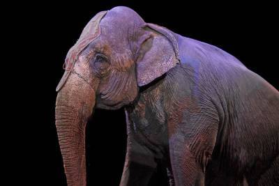 В Казанском цирке слон напал на 29-летнего рабочего - mur.tv