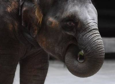 В Казани слон напал на сотрудника цирка - mur.tv - Казань