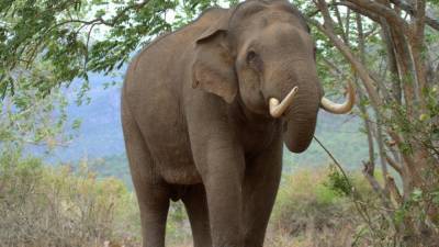 Казанский слон атаковал циркача и сломал ему позвоночник - mur.tv