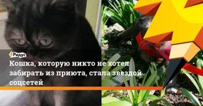 Кошка, которую никто нехотел забирать изприюта, стала звездой соцсетей - mur.tv