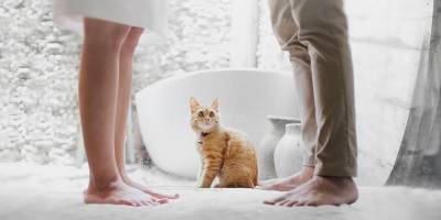 Ученые доказали, что кошки узнают голоса хозяев, только им все равно - mur.tv - Токио