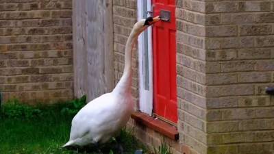 Назойливый лебедь Седрик пять лет стучит клювом в двери британца. - mur.tv