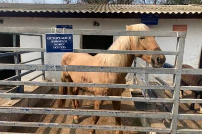 В зоопарке Симферополя лошадь откусила палец ребенку - mur.tv - Россия - Симферополь - Севастополь
