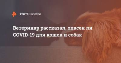 Михаил Шеляков - Ветеринар рассказал, опасен ли COVID-19 для кошек и собак - mur.tv