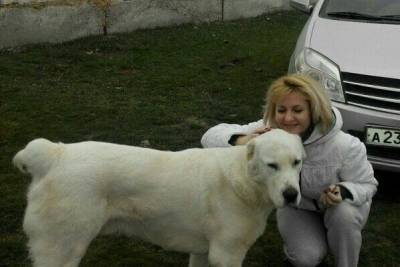 В Госдуме готовы взять под контроль инцидент с убийством собаки в Крыму - mur.tv - республика Крым