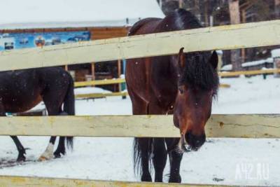 В зоопарке лошадь откусила палец пятилетней девочке - mur.tv - Россия - Симферополь