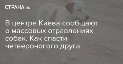 В центре Киева сообщают о массовых отравлениях собак. Как спасти четвероногого друга - mur.tv - Киев - Львов