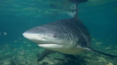 Житель Австралии чудом спасся от акулы в Коралловом заливе - mur.tv - Австралия