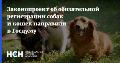 Законопроект об обязательной регистрации собак и кошек направили в Госдуму - mur.tv - Челябинская обл.
