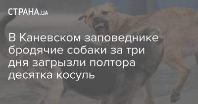 В Каневском заповеднике бродячие собаки за три дня загрызли полтора десятка косуль - mur.tv - Россия - Дзержинск
