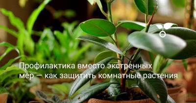 Профилактика вместо экстренных мер — как защитить комнатные растения - sadogorod.club