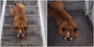 Ленивый пёс спускается по лестнице без помощи лапок - mur.tv