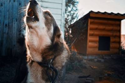 Собаки насмерть загрызли жительницу Тувы - mur.tv - Кызыл - республика Тыва
