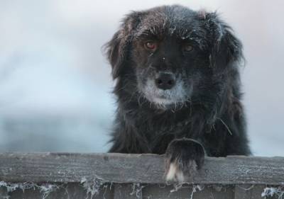 В Туве собаки напали на женщину - mur.tv - Кызыл