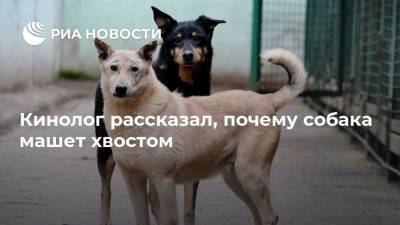 Владимир Голубев - Кинолог рассказал, почему собака машет хвостом - mur.tv - Россия - Москва