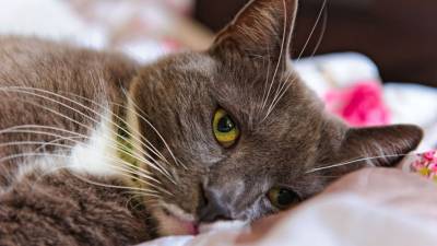 Как кошки предупреждают о раке: эксперт расшифровал тайные знаки домашнего животного - mur.tv