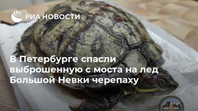 В Петербурге спасли выброшенную с моста на лед Большой Невки черепаху - mur.tv - Санкт-Петербург