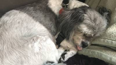 Женщина принесла больную собаку ветеринару. Диагноз ее удивил - mur.tv - Новая Зеландия