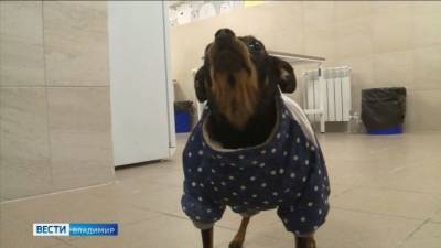 Владимирские врачи поставили на лапы собаку после операции на мозге - mur.tv
