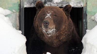 В нижегородском зоопарке пробудился первый бурый медведь - mur.tv - Россия - Нижний Новгород