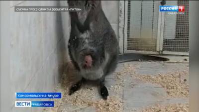 Зоопарк Комсомольска впервые показал детеныша кенгуру - mur.tv