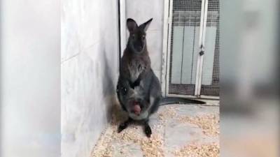 Вести. Зоопарк Комсомольска впервые показал детеныша кенгуру - mur.tv