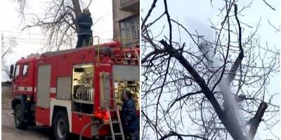 Сбили струей воды: в Кривом Роге попытка пожарных снять кошку с дерева закончилась ее гибелью видео - mur.tv - Кривой Рог