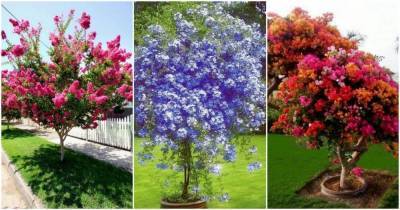 Самые красивые деревья для уютного и милого садового участка - lifehelper.one