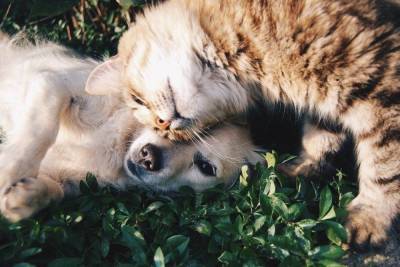 Скоро россияне смогут прививать от коронавируса собак и кошек - mur.tv - Сша - Италия