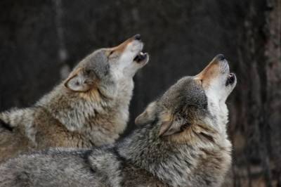 В США возмутились убийством более 200 волков охотниками из Висконсина - mur.tv - Сша - штат Висконсин