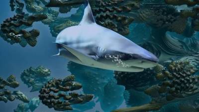 Учёные из Бельгии обнаружили у берегов Новой Зеландии три новых вида глубоководных акул, которые светятся в темноте - mur.tv - Бельгия - Новая Зеландия