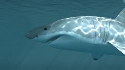 В Новой Зеландии обнаружили акул, способных светиться в темноте - mur.tv - Новая Зеландия