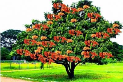 Бог Кама, дерево ашока и Камасутра: что их объединяет? - lifehelper.one