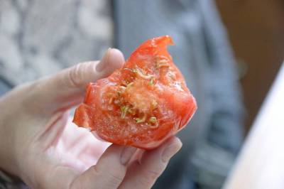 Опасно ли есть помидоры, внутри которых проросли семена? - sadogorod.club - Екатеринбург