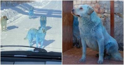 Как сложилась судьба собак с синей шерстью, найденных на улице - mur.tv - Россия
