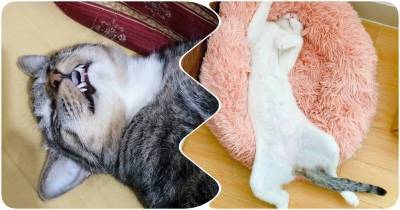 15 забавно спящих котиков, которым позавидуют хозяева - mur.tv