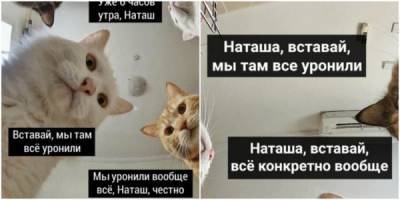 «Наташ, мы всё уронили»: автор мема про котов решила зарегистрировать товарный знак - porosenka.net