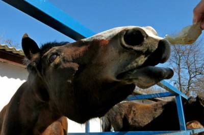 В Симферополе зоопарк закрыли из-за лошади, откусившей палец ребенку - mur.tv - республика Крым - Симферополь