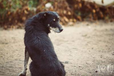 В Кузбассе бродячие собаки загрызли косулей: комментарий властей - mur.tv - Кузбасс