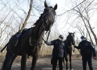 В Польше хотят ввести пенсии для собак и лошадей - mur.tv - Польша
