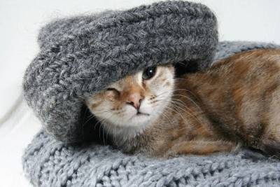 Почему моя кошка жуёт шерстяное одеяло? - mur.tv
