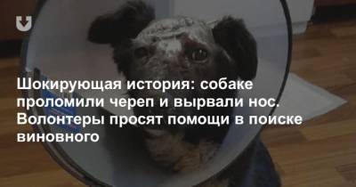 Шокирующая история: собаке проломили череп и вырвали нос. Волонтеры просят помощи в поиске виновного - mur.tv