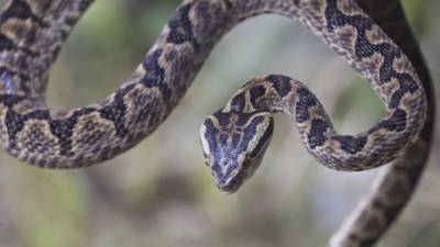 Гены как у змей: люди вполне могли бы обладать ядовитой слюной - mur.tv