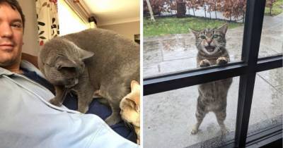 Пользователи сети делятся случаями, когда находили у себя дома котов. Но это были совсем не их коты - mur.tv