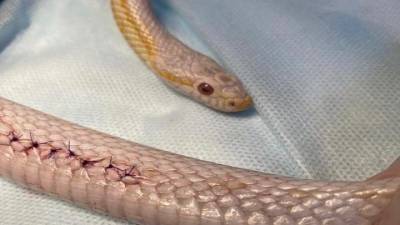 Новосибирские ветеринары помогли родить беременной змее - mur.tv - Россия - Новосибирск
