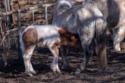 В Ростовском зоопарке родился шетлендский пони Геральд - mur.tv