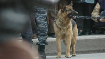 В Ленобласти минно-розыскных собак вакцинируют от коронавируса - mur.tv - Ленобласть обл.