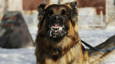 В Оренбуржье собака покусала за губу 10-летнего ребенка - mur.tv - Россия - Оренбург